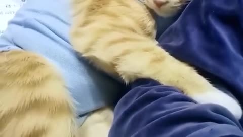 Cats love to sleep