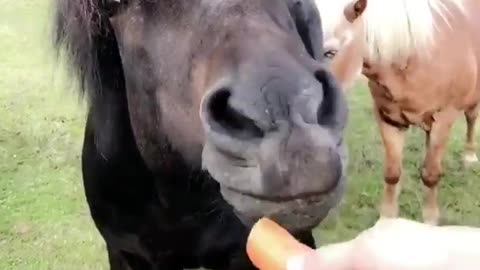 Black horse long hair eating carrot