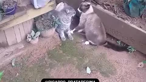 Cats arguing
