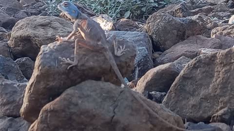 See some types of wild lizards in from Oman