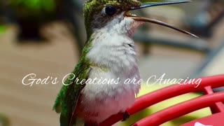 The amazing Hummingbird