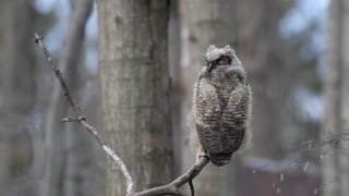 Great Horned Owlet.