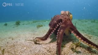 Spy Octopus Helps Friend Hide From Shark