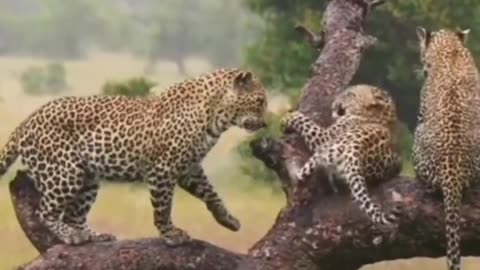 Leopard #shorts #short #shortsfeed #youtube #youtubeshorts #viral #animals #trending #ytshorts