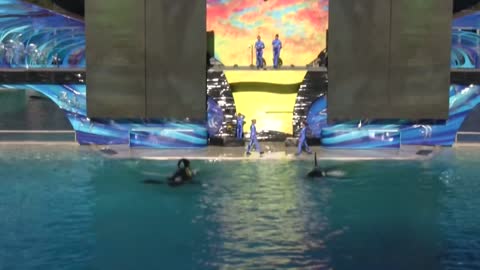 The "One Ocean" Show at SeaWorld