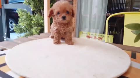 Teacup poodle!