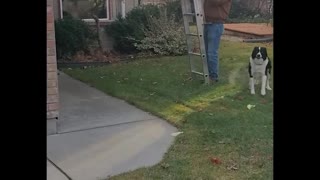 Skilled Doggy Loves To Climb Ladders