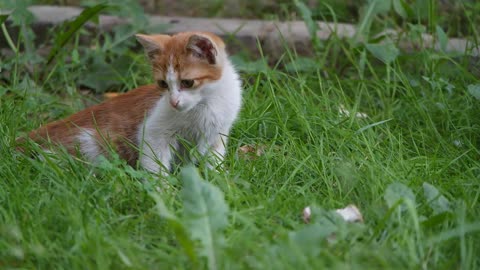 A pet kitten resting and trying to catch insect in the grass b