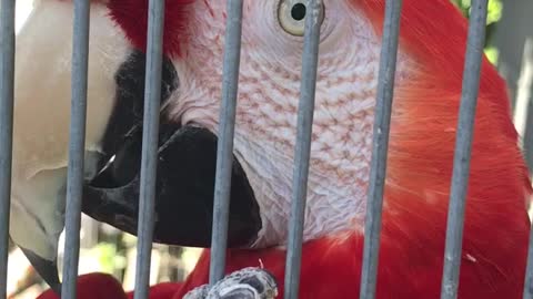 macaw tongue action