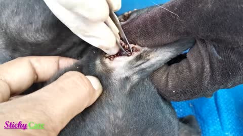 Removing all ticks from dog. Dog ticks removing clip video