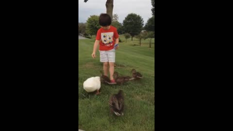 Little Boy feeding Chicks and Duck