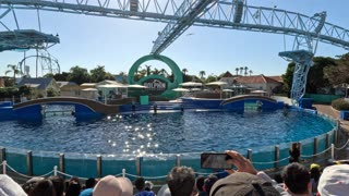 Dazzling Dolphins Delight: A Captivating Show at SeaWorld San Diego