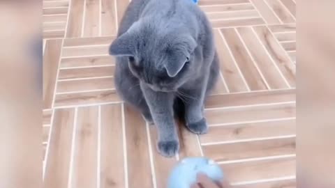 Funny Cat Video 😱 | Funny Animals Cat