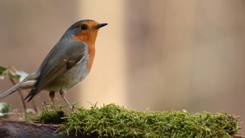 Bird playing and eating