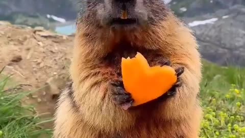 The cutest thing you’ll see today! 🥰 Did you know Marmots hibernate for around 8 months of the year?