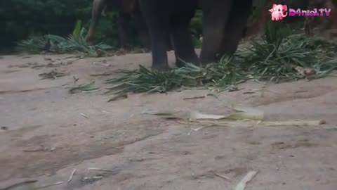 Elephant Attack in Phuket - Thailand [SiGator]