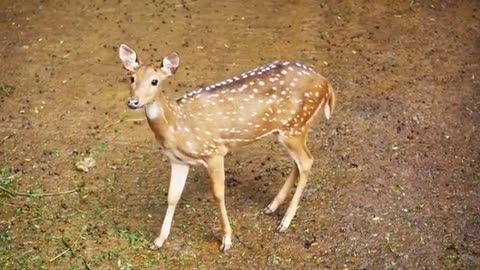 Deers Videos