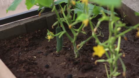 How to properly grow cucumbers in your garden