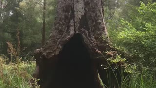 Tree bottom