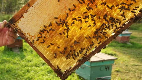 The beekeeper gets a frame from the hive