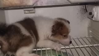Puppy Wants to Cool Off on Fridge Shelf