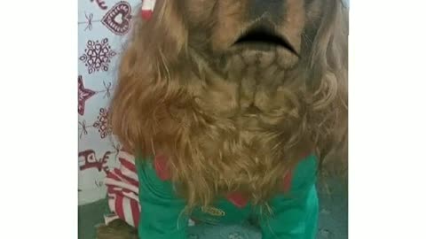 Santa hat cocker spaniel talks high pitched voice