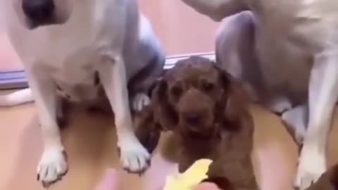 Dog Not Happy When Friend Grasses Him Up For Making The Mess