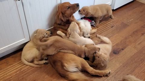 Golden Retriever Dad Babysits Puppies