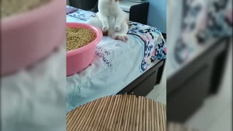 Funny cute cat video, funniest animal