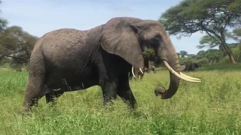 Elephants at their best