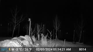 Trail Cam - Opossum and Mouse