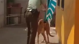 Hopeless Dog Rescued By Police Officer