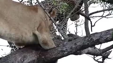 Lioness vs Leopard in Tree: Hyenas