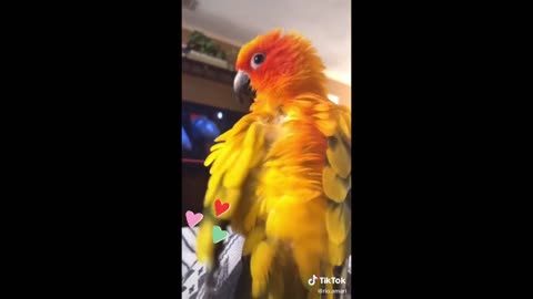 Funny Talking Parrots