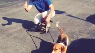 Collab copyright protection - skateboard guy dog fall fail