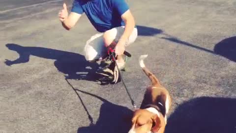 Collab copyright protection - skateboard guy dog fall fail