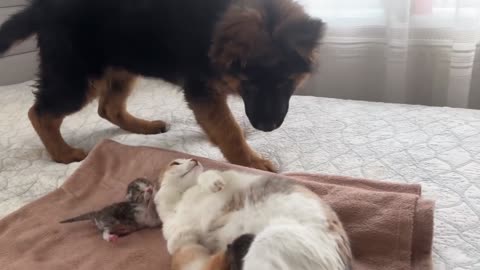 The daily life of a cat and a dog -3