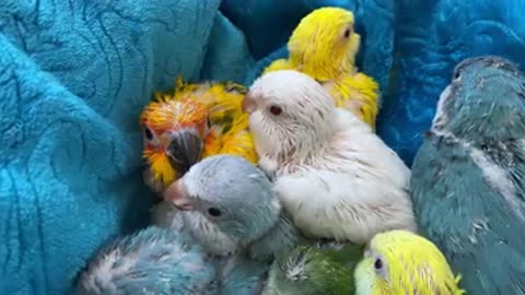 Cute Baby Parrots