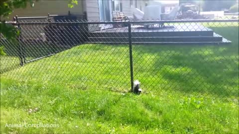 Baby Skunks Trying To Spray, Funniest Compilation