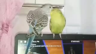 Love Birds