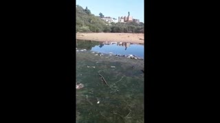 Isipingo beach lagoon closed after hundreds of dead fish were found