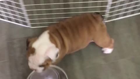 Puppy makes it clear he wants dinner
