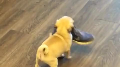 Newborn puppy picks up shoe -tfhvcc adorably struggles to carry it