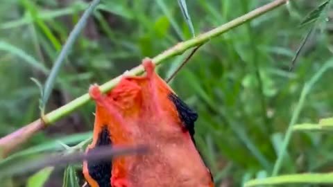 Meet the painted bat also known as butterfly bat found throughout different parts of Asia