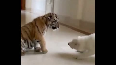 Tiger Cub Paw slap vs white Puppy moves video