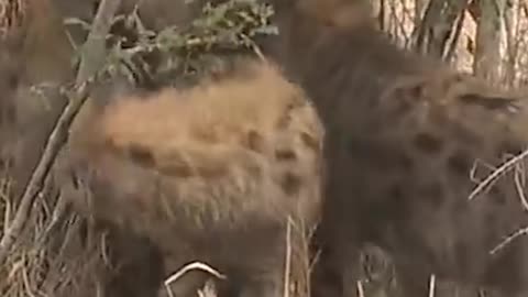 Hyena mating