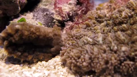 SHOWS CORAL REEF'S SECRET