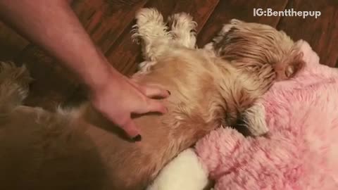 Small tan dog startles awake when owner pets him
