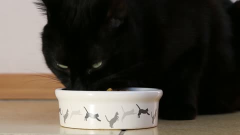 black cat eats