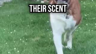 Why Dogs Kick Up Grass After Marking